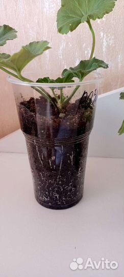 Пеларгония герань