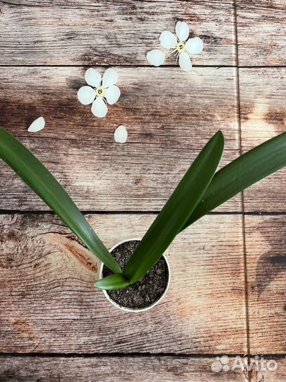 Гиппеаструм амариллис