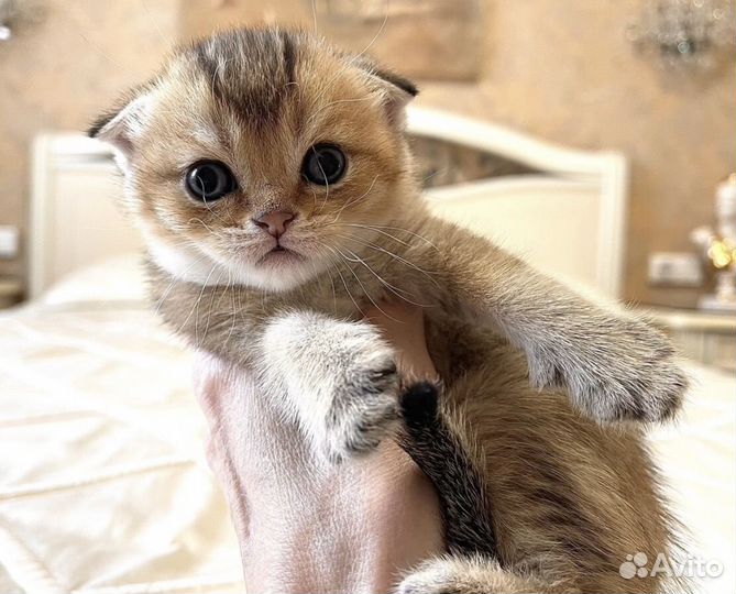 Вислоухий плюшевый малыш 1 мес