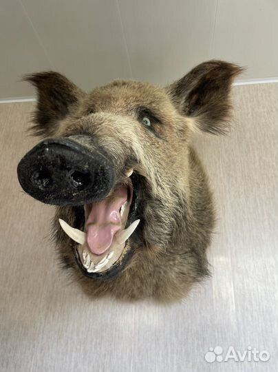 Чучело головы кабана