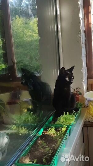 Кот для вязки