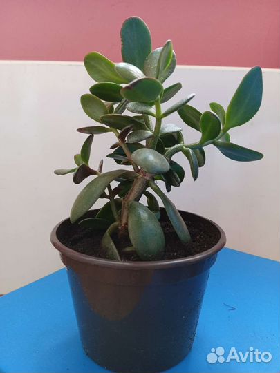 Крассула толстянка