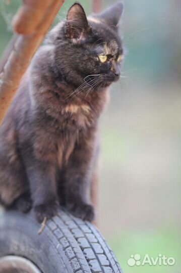 Кошечка в добрые руки