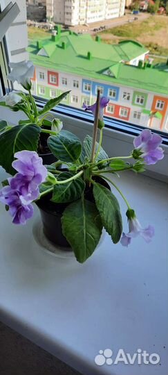 Глоксиния цветущая