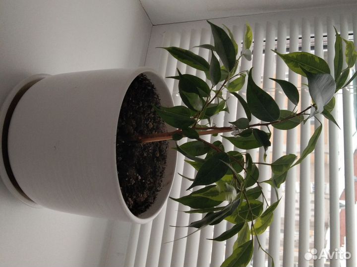 Бенджамин 2 вида