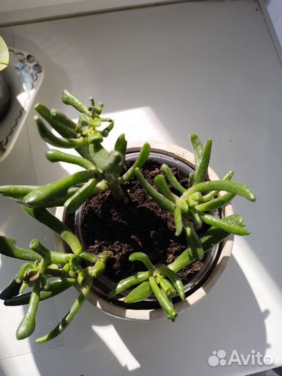 Крассула хоббит