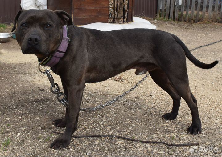 Щенки американского питбуля