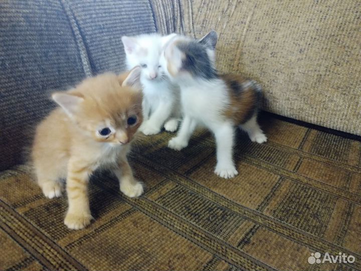 Котята в добрые руки