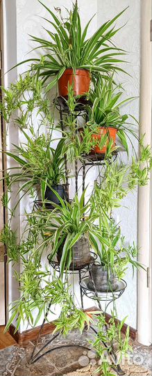 Хлорофитум