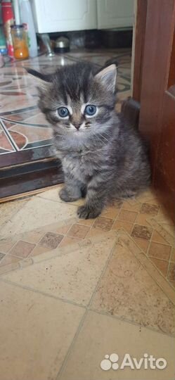 Котенок шотладский