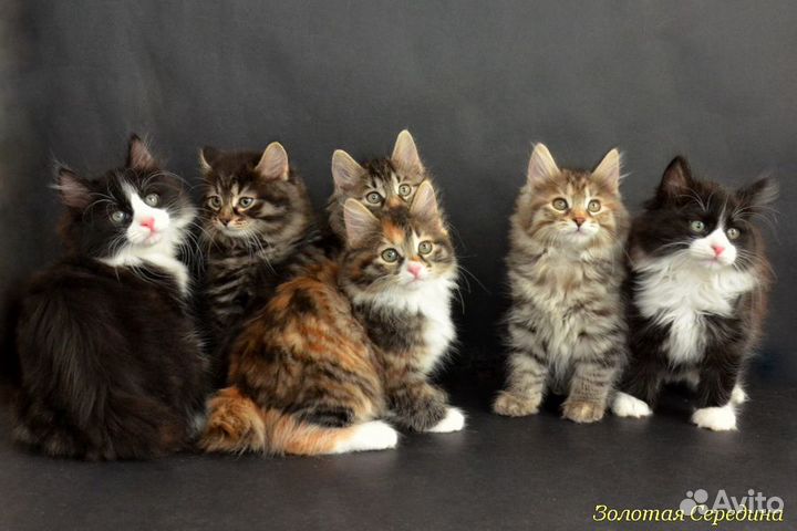 Делимся с вами счастьем