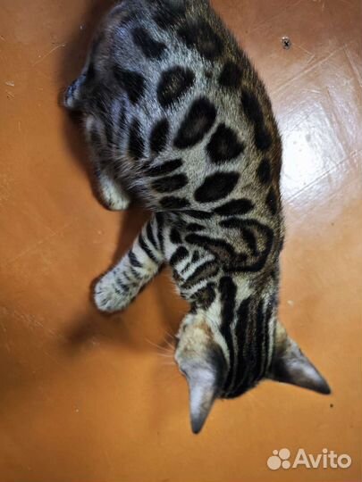 Бенгальские котята