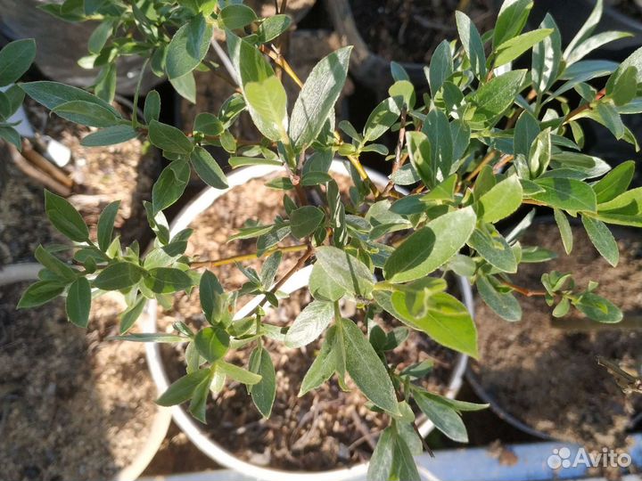 Ива пурпурная нана