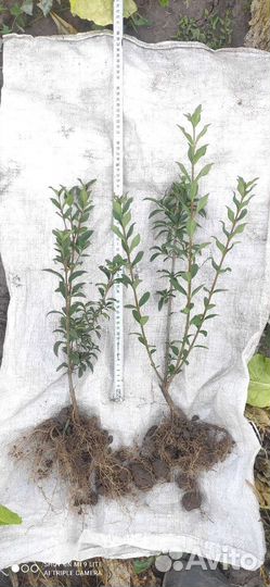 Бирючина обыкновенная для живой изгороди