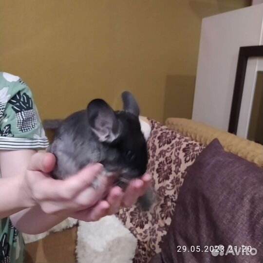 Шиншилла мальчик черный бархат