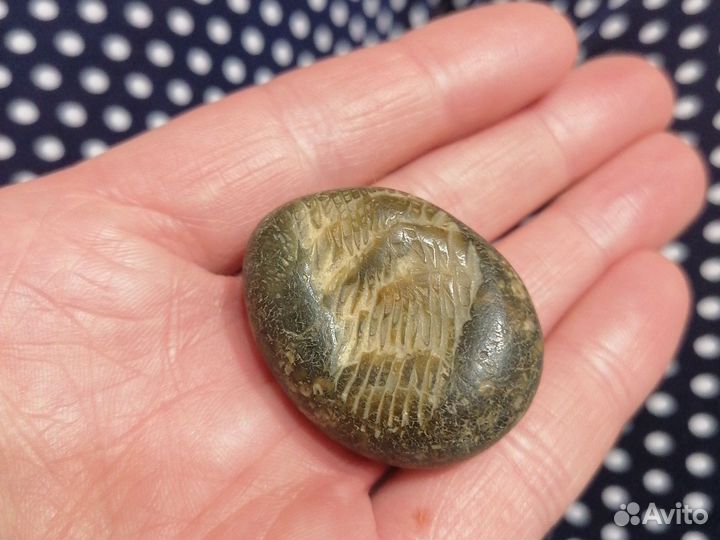 Окаменелости аммониты