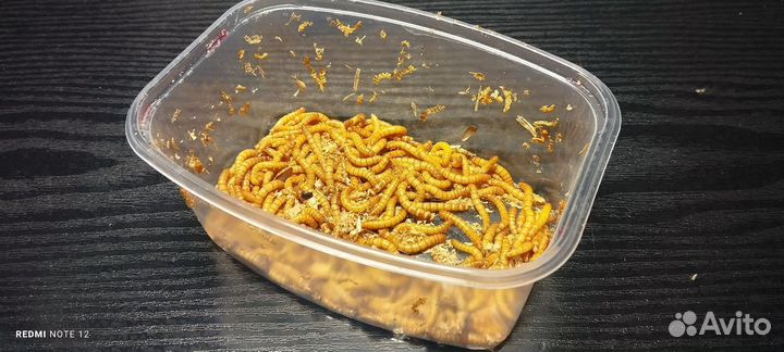 Мучной червь живой