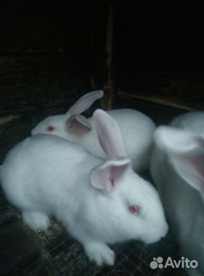 Кролик белый панон