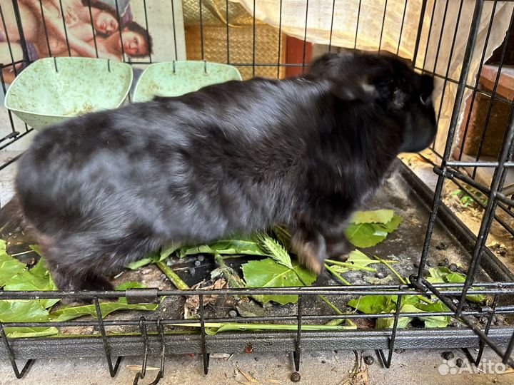 Карликовый вислоухий кролик