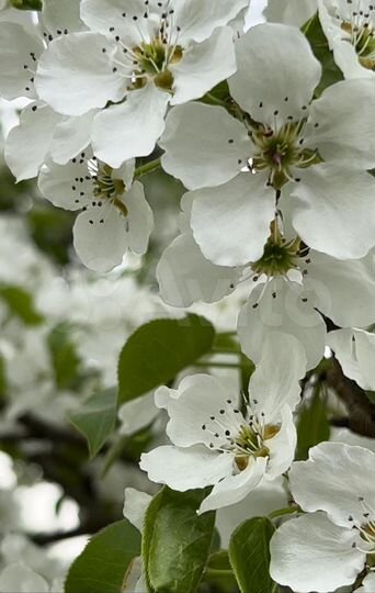 Дача 66 м² на участке 12 сот.