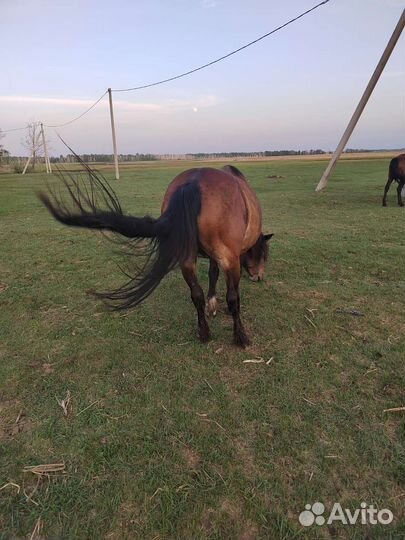 Кобыла советский тяжёловоз с жеребенком