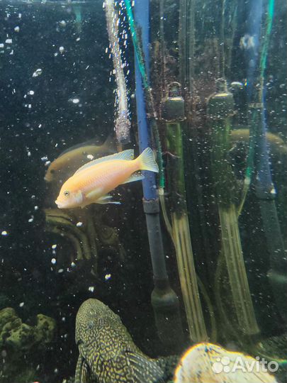 Аквариумные рыбки