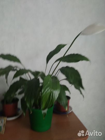 Комнатные растения