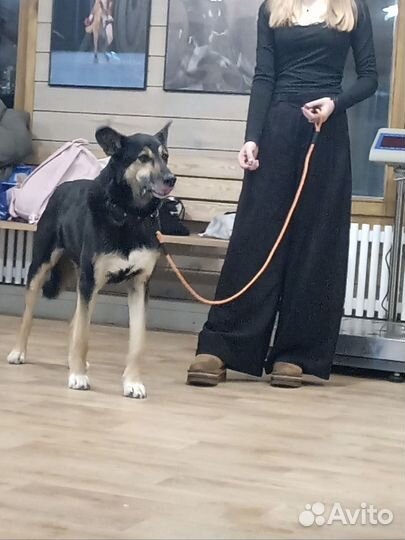 Собачка в добрые руки