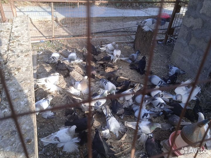 Продаются голуби