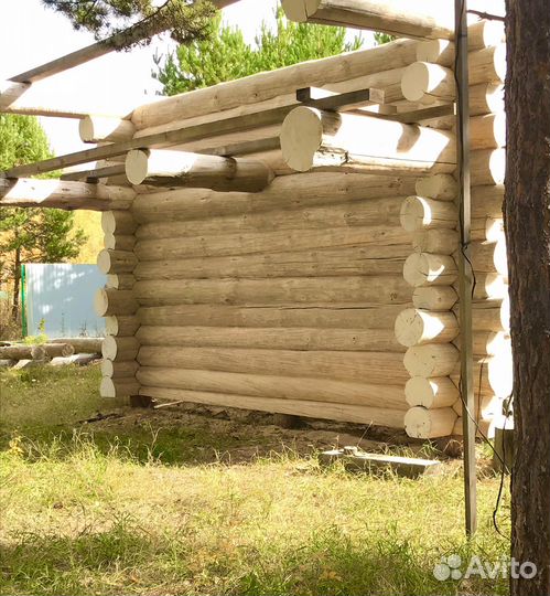 Сруб из дикого бревна