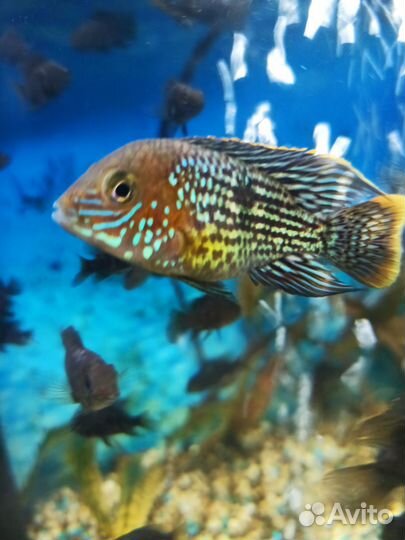 Рыбы цихлиды