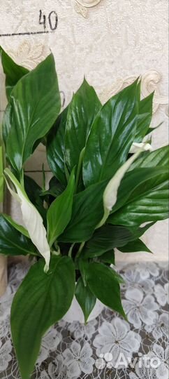 Спатифилум Женское счастье