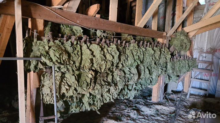 Дубовый веник