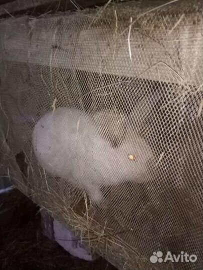 Кролики мясных пород