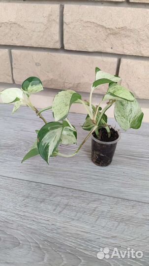 Сциндапсус марбл apple