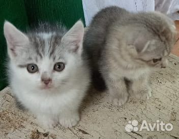 Отдам котенка в добрые руки