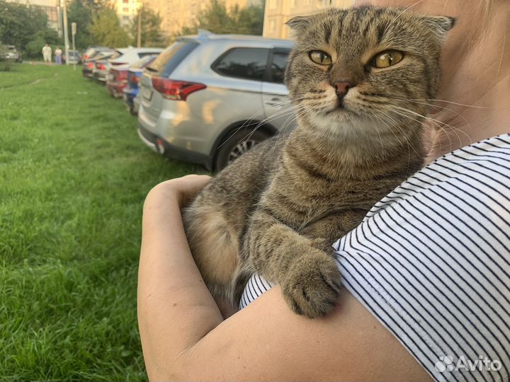 Шотландский вислоухий кот