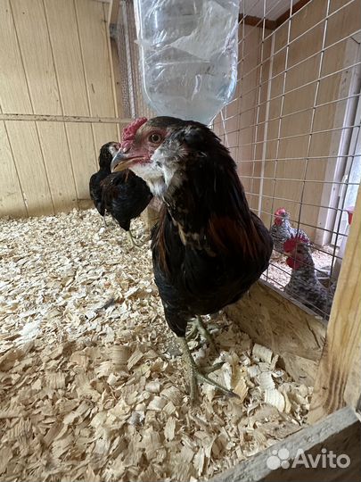 Петухи молодые племенные