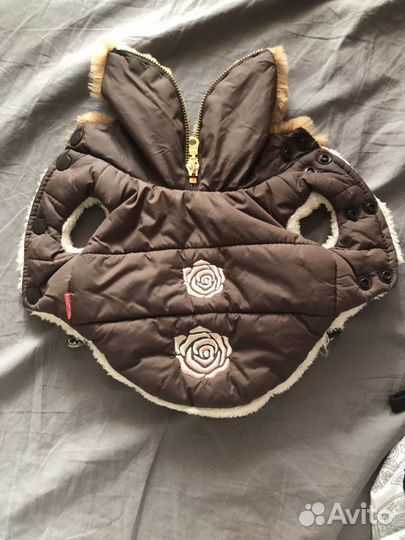 Одежда для карликового шпица