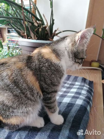 Кошечка Рыся