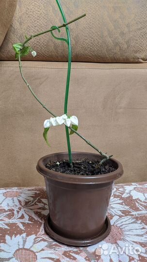 Клеодендрон