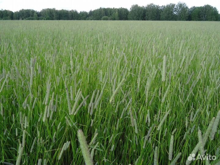 Тимофеевка. Семена оптом