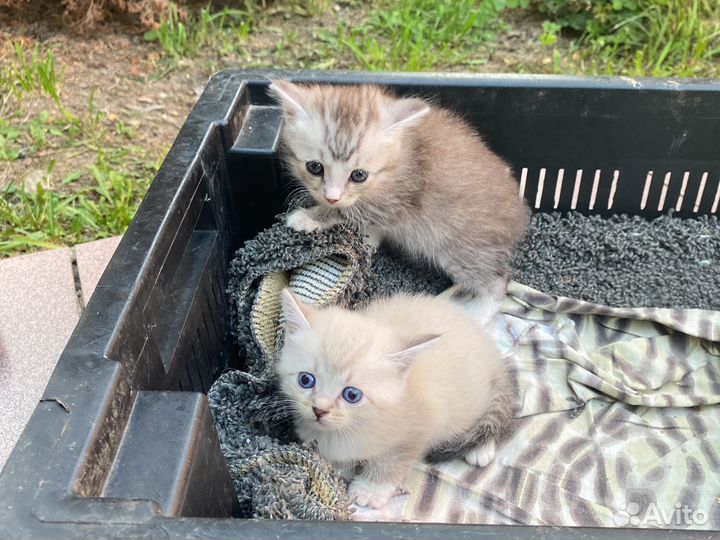 Котята в добрые руки 1 месяц