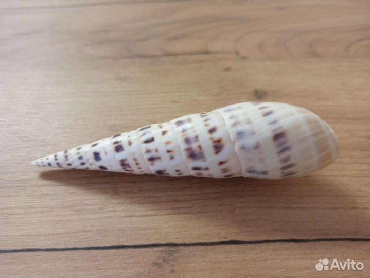 Морская раковина