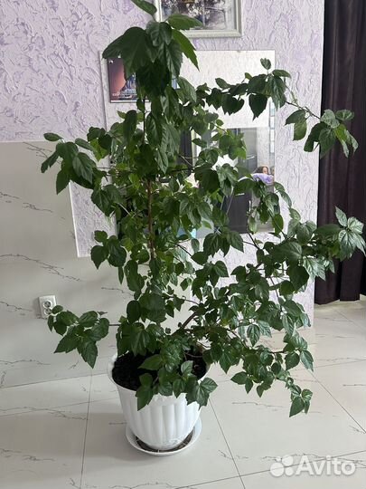 Китайская роза