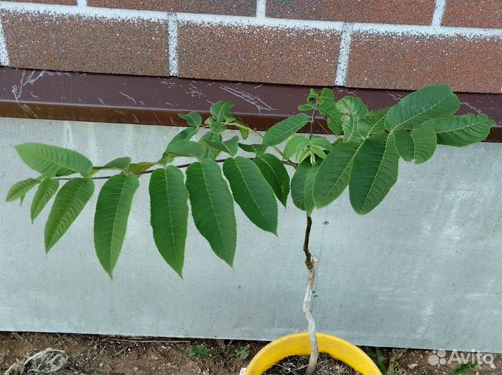 Грецкий орех