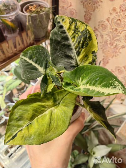 Сотовые сингониумы