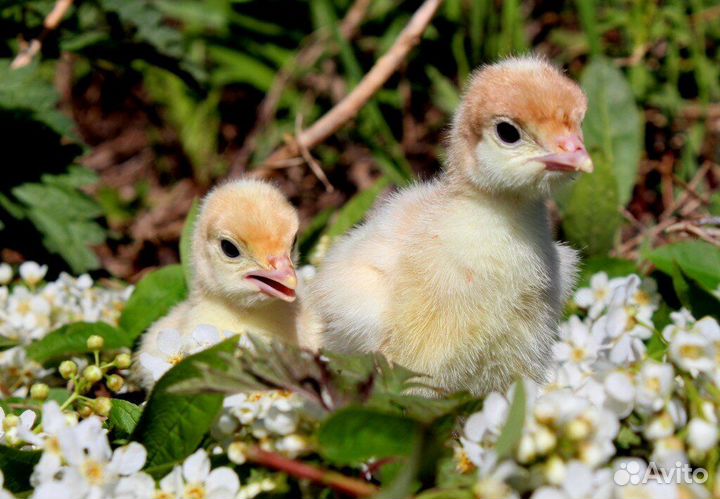 Индюшата Хайбрид Конвертер тяжелый кросс