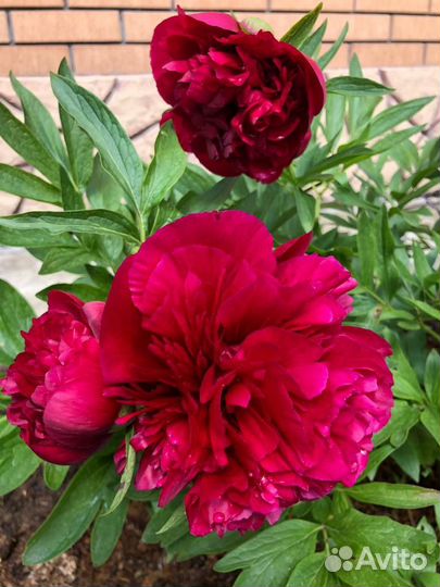 Гортензия Вимс Ред, хосты, ирисы