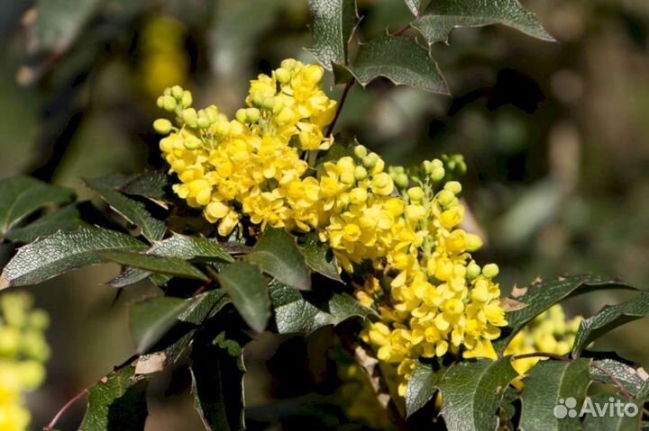 Магония подуболистная